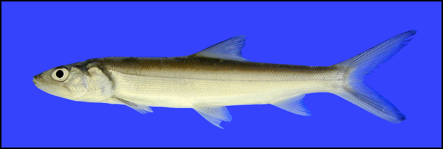 ladyfish Elops saurus